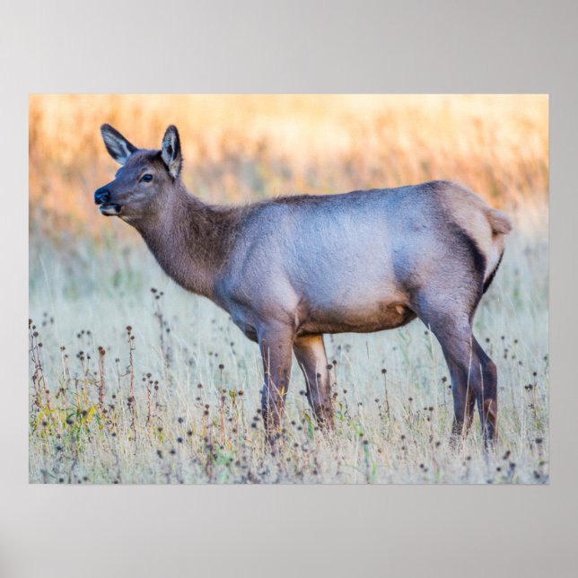 Póster Cervo joven | Madison Junction, Wyoming (Frente)