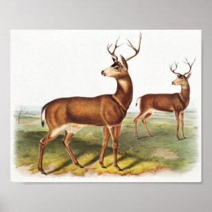 Póster Cervus Richardsonii (Cervus Richardsonii)