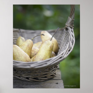 Póster Cesta de peras recién recolectadas.