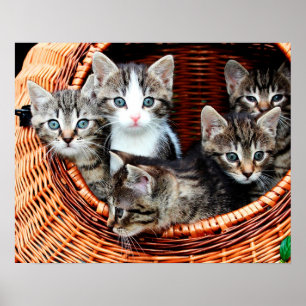 Póster Cesta del gatito