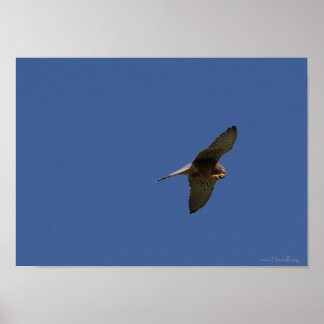 Póster Cestrel, Turmfalke, falco tinnunculus