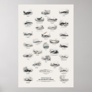 Póster Cetáceos - Biblioteca del Naturalista