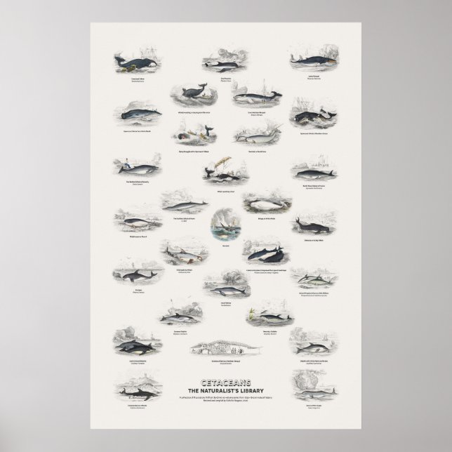 Póster Cetáceos - Biblioteca del Naturalista (Frente)