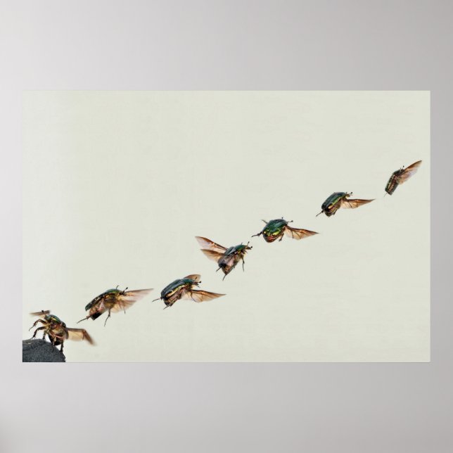 Póster Cetonia aurata Take-off (Frente)