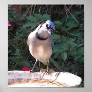 Póster CF- Funny Blue Jay Poster