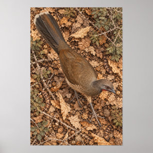 Póster Chachalaca Lisa en Hojarasca de Bosque Río Grand