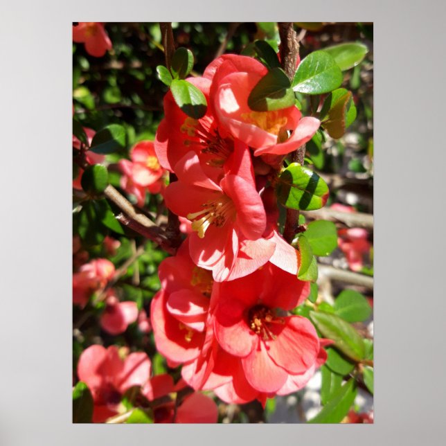 Póster Chaenomeles japonica , membrillo ornamental (Frente)