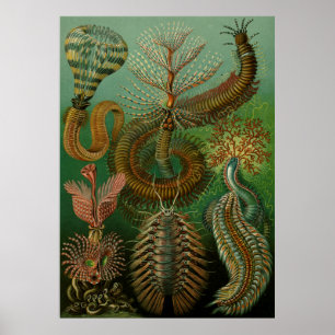 Póster Chaetopoda de Haeckel