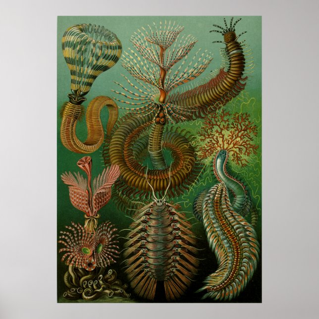 Póster Chaetopoda de Haeckel (Frente)