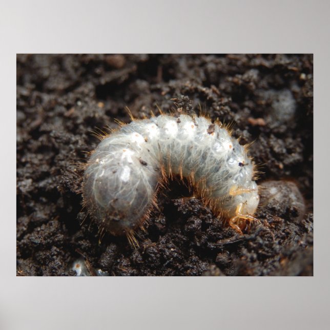Póster Chafer Larva Poster (Frente)