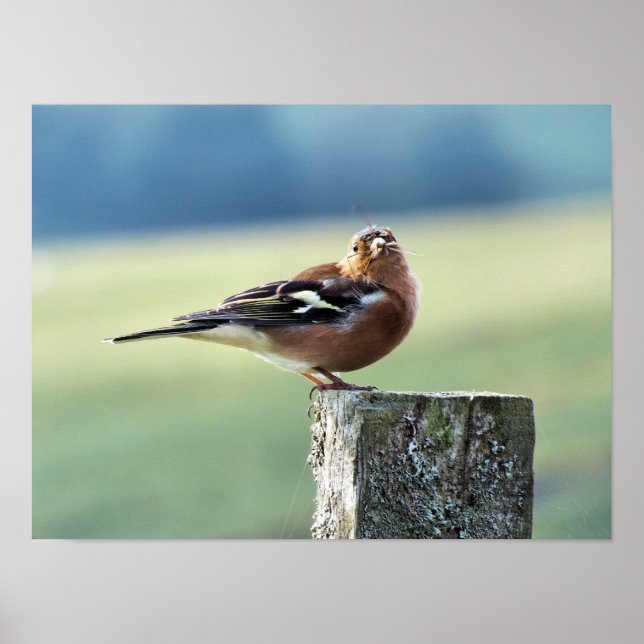 PÓSTER CHAFFINCH (Frente)