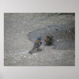Póster Chaffinch sings for his supper Print