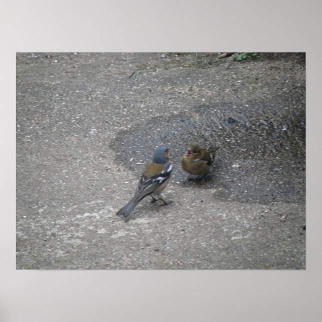 Póster Chaffinch sings for his supper Print (Frente)