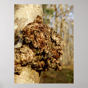 Póster Chaga Mushroom Poster
