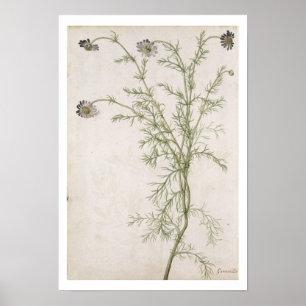 Póster Chamaemelum Allioni nobile, c.1568