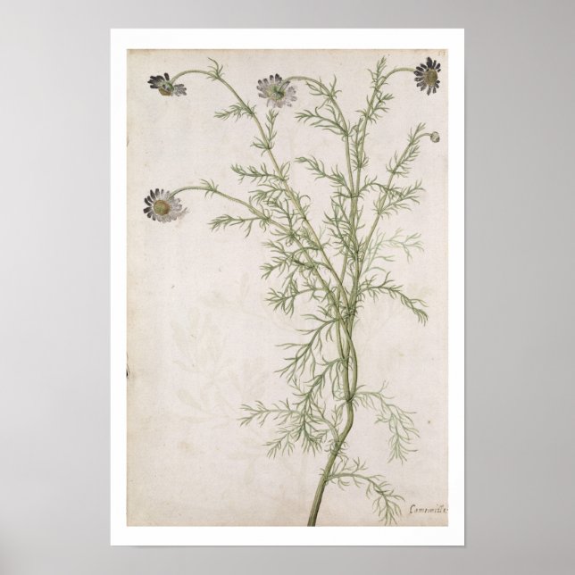 Póster Chamaemelum nobile Allioni, c.1568 (Frente)