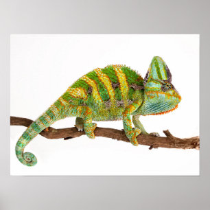 Póster Chameleon