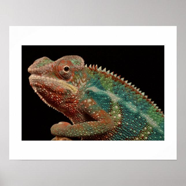 Póster Chameleon (Frente)