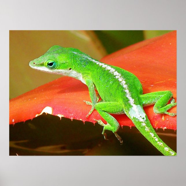Póster Chameleon 1 (Frente)