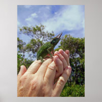 Chameleon de Jackson