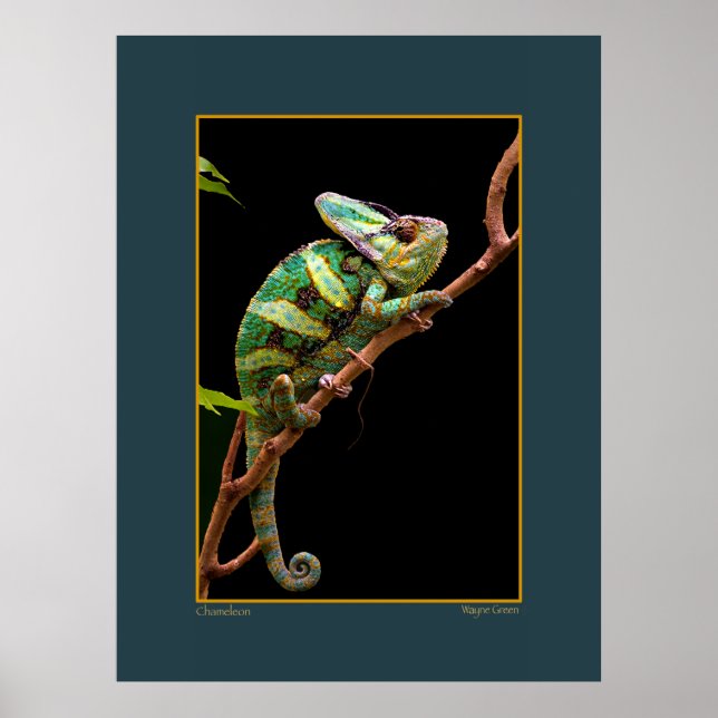 Póster Chameleon en la rama (Frente)