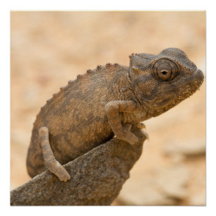 Póster Chameleon en Namibia