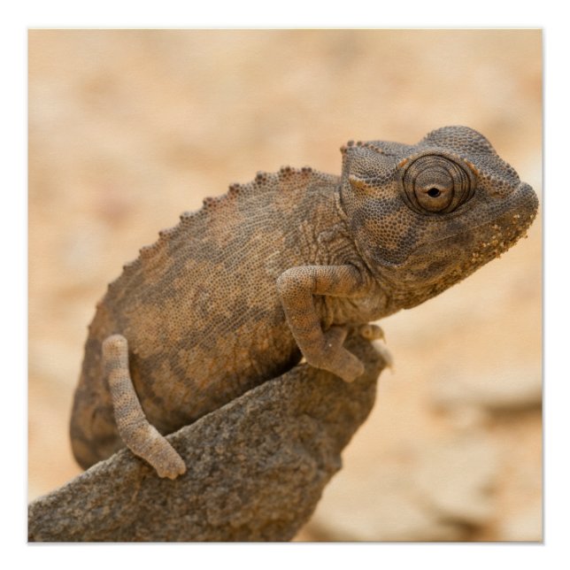 Póster Chameleon en Namibia (Anverso)