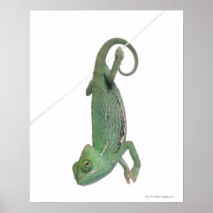 Póster Chameleon joven con velo, Chamaeleo calyptratus