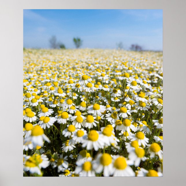 Póster Chamomile Field, Hungary (Frente)