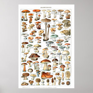Póster Champignons - Poster de la recolección de hongos