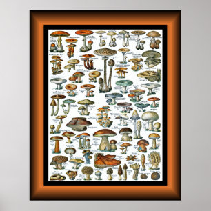 Póster Champignons Pour Tous ~ Mushrooms For All ~ Poste