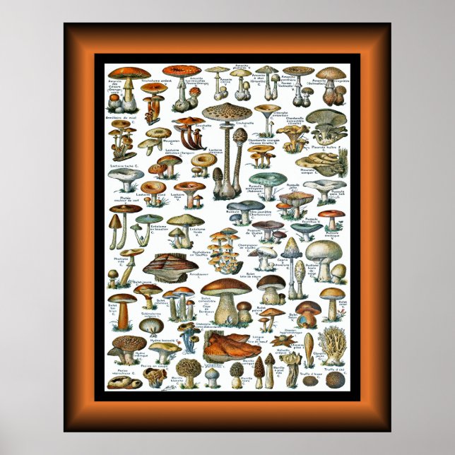 Póster Champignons Pour Tous ~ Mushrooms For All ~ Poste (Frente)