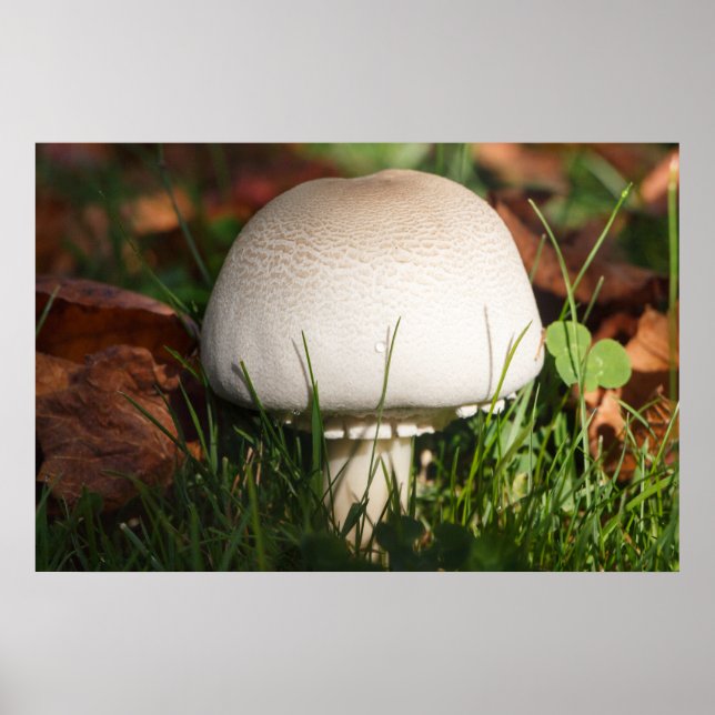 Póster champiñón en un bosque (Frente)