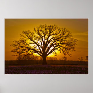 Póster Champion Bur Oak Sunset