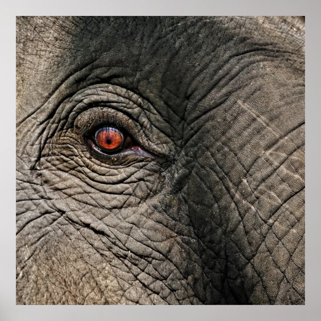 PÓSTER CHANG MAI ELEPHANT EYE (Frente)