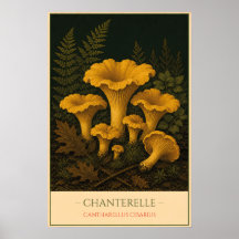 Chanterelle – Vintage Botanical Illustration