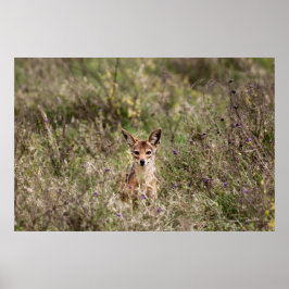 Póster Chaqueta en la hierba