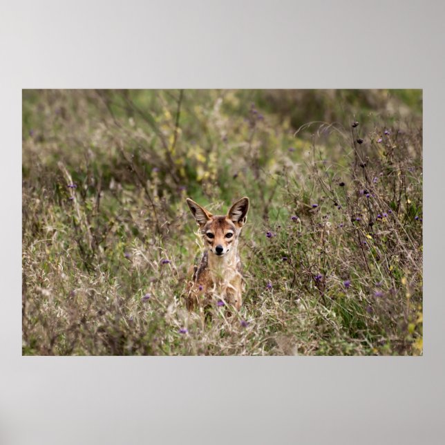 Póster Chaqueta en la hierba (Frente)