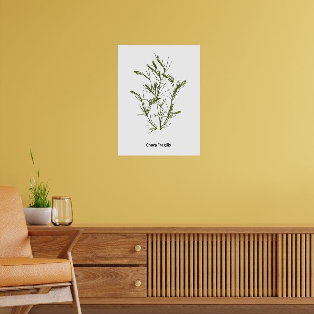 Póster Chara fragilis de mano Poster de algas marinas (Salón 2)