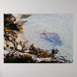 Póster Charca de marea en Sand Beach