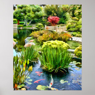 Póster Charca japonesa del jardín con Koi HDR el 10 de