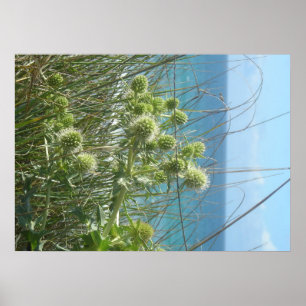 Póster chardon des dunes
