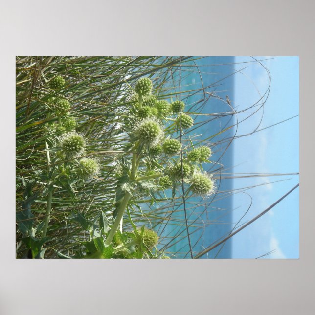Póster chardon des dunes (Frente)