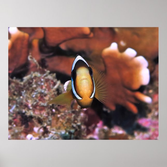 Póster Charging Clownfish (Frente)