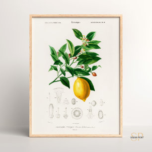 Póster Charles Dessalines D Orbigny Lemon Citrus Limoniu
