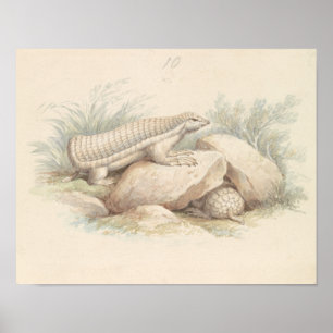 Póster Charles Hamilton Smith - Armadillo de hadas rosada