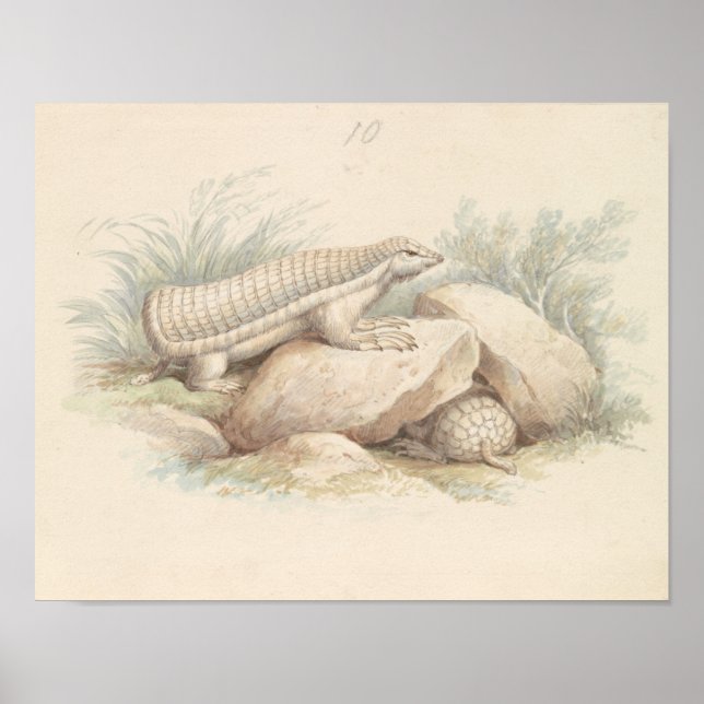 Póster Charles Hamilton Smith - Armadillo de hadas rosada (Frente)
