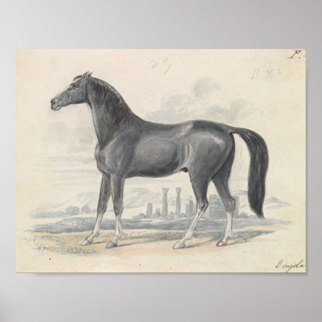 Póster Charles Hamilton Smith - Caballo Dongola (Frente)