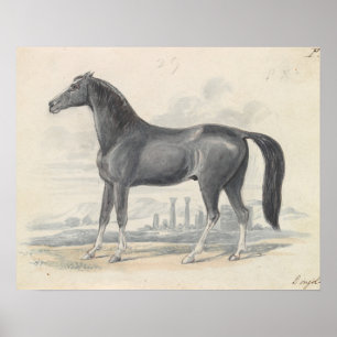 Póster Charles Hamilton Smith - Caballo Dongola