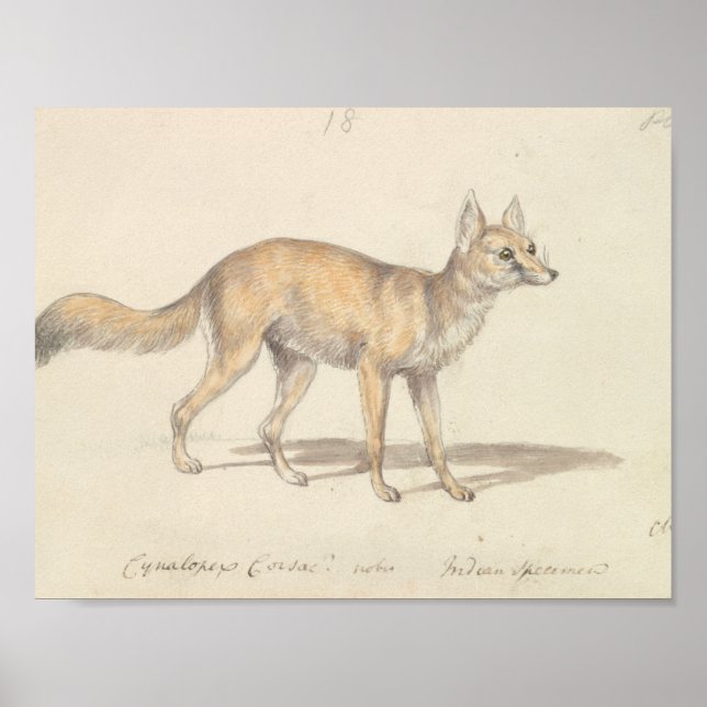 Póster Charles Hamilton Smith - Corsac Dog-Fox (Frente)